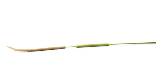 Cane, young green reed leaves, isolated on white background and texture © dule964