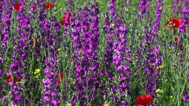 Nature's spring adventure, flowers and colors
