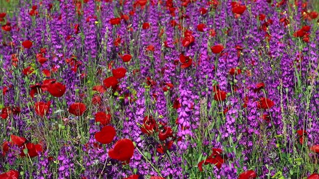 Nature's spring adventure, flowers and colors
