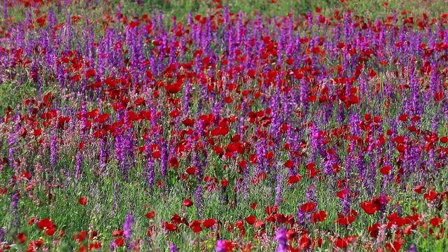 Nature's spring adventure, flowers and colors
