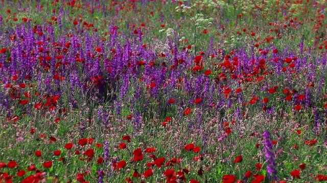 Nature's spring adventure, flowers and colors
