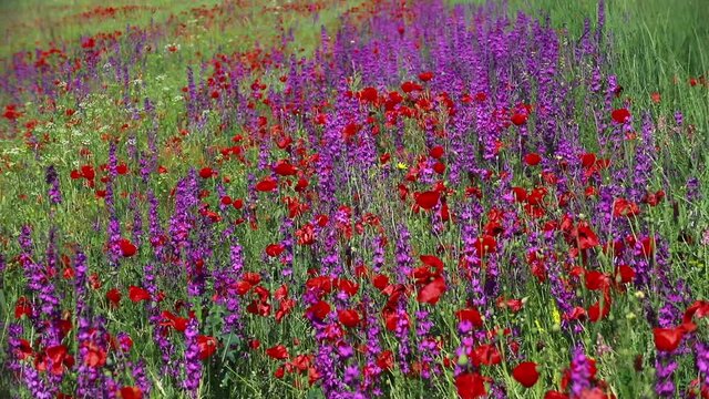 Nature's spring adventure, flowers and colors
