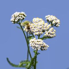A bee pollinates white flowers of achillea millefolium, close-up, isolated on a blue background....