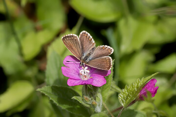 A Chalk Hill Blue Butterfly nectaring on a pink flower.