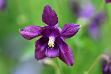 summer forest bright flowers after rain