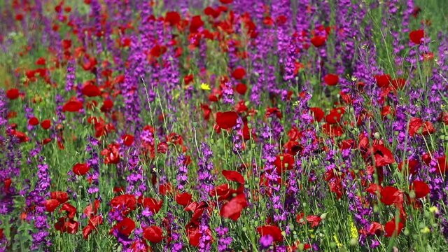 Nature's spring adventure, flowers and colors
