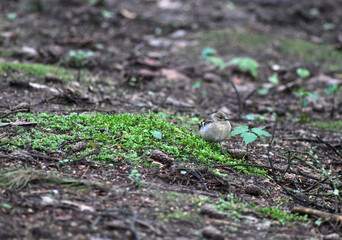 young thrush substitutes for food