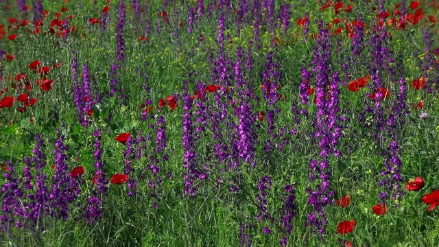 Nature's spring adventure, flowers and colors
