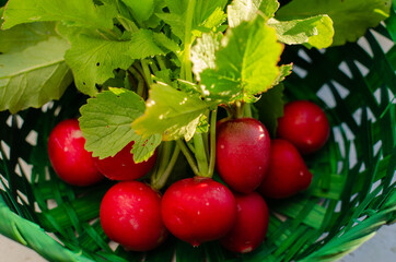 Fresh organic red radishes with green leaves in the basket. Healthy nutrition concept. New crop of vegetables grown in the garden. Harvest 2020. High quality photo