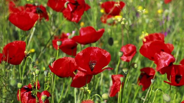 Nature's spring adventure, flowers and colors
