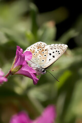 A Chalk Hill Blue Butterfly nectaring on a pink flower.