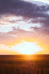 Fototapeta na wymiar sunset, soy, agriculture, plantação de soja, rural soy