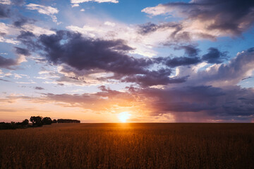 sunset, soy, agriculture, plantação de soja, rural soy