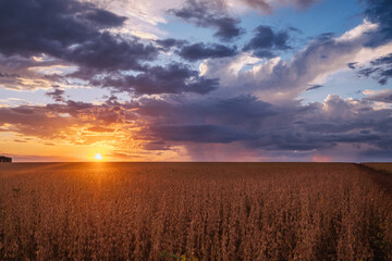 sunset, soy, agriculture, plantação de soja, rural soy