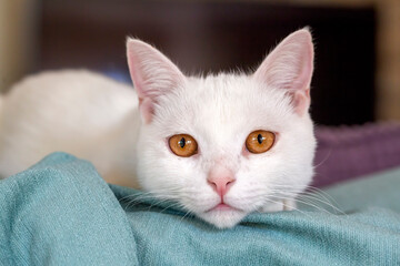 Pet animal; white british shorthair cat