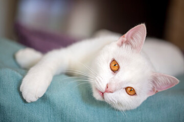 Pet animal; white british shorthair cat