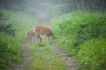 Ezo deer family grazing in pristine forest, Shiretoko, National Park, Hokkaido, Japan, during misty summer morning.