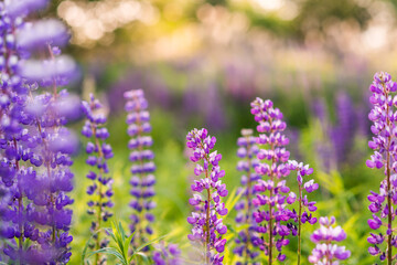 Obraz premium Lupinus, lupin, lupine field with pink purple and blue flowers. Bunch of lupines summer flower background