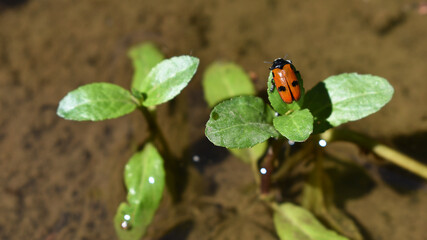 Ameisen-Sackkäfer, Clytra laeviuscula, mit kleinem und großem Flügelfleck, orangener Käfer mit schwarz