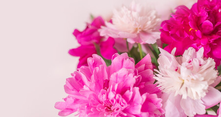 Multicolored peonies on a light background