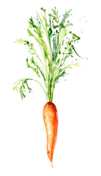 Carrot. Hand drawn watercolor. Romantic background for web pages, wedding invitations.