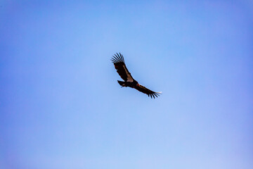 Fototapeta premium A Turkey Vulture Takes Flight 1