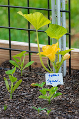 Yellow Squash Blossom In Small Garden