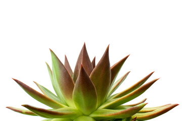 Close-up of green and red Echeveria Agavoides succulent plant with sharp red tips isolated on white background. Tranquil and minimalist scene. Space for text on top.