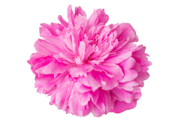 Close up of a peony flower isolated on a white background