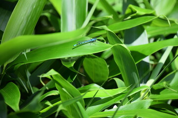 Obraz premium Close up of dragonfly on leaf in Shiretoko National Park, Hokkaido, Japan.