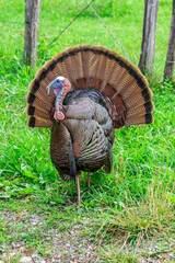 Cades Cove Turkey