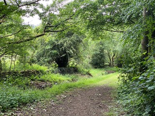 Naklejka na ściany i meble Pathway, at the entrance of Heaton woods, with old trees and plants in, Bradford, Yorkshire, UK