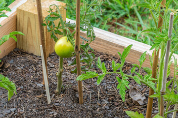 First Tomato of the Season