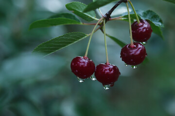 Ripe cherry after the rain with natural light.Selected focus on a wet fruits