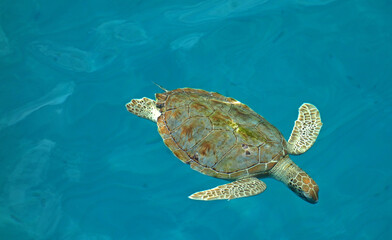 Leatherback  Sea Turtle off the Coast of Barbados