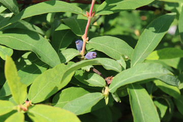 honeysuckle berries on the bushes in the garden