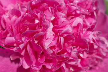 Pink peony petals. Background texture