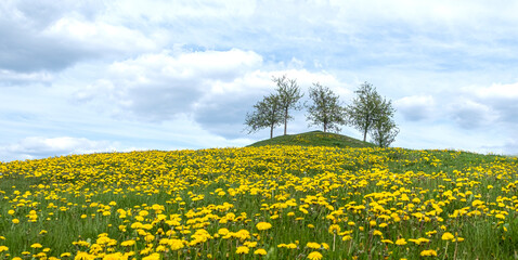 Lonely trees on a hill, a field with dandelions.