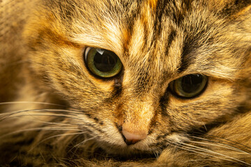 Tabby cat close-up. Portrait of a pet.