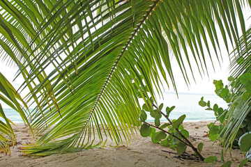 Fototapeta na wymiar Under the Palm Fronds