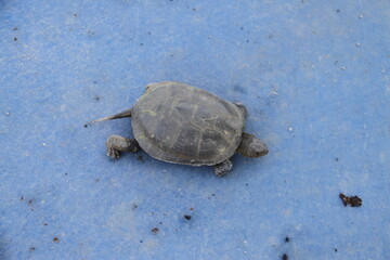 A turtle walking on the ground, close-up of a turtle on the ground