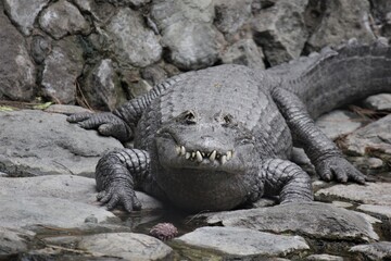 crocodile in zoo