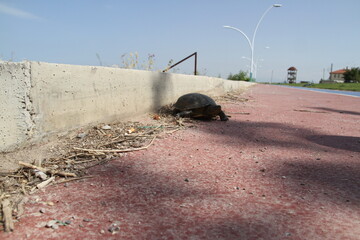 A turtle walking on the ground