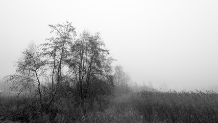 misty morning mist