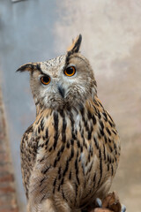 Eagle owl closeup
