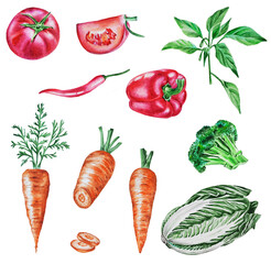 Vegetable set. Broccoli, Beijing cabbage, carrots, tomato, bell pepper and chili on a white background. Watercolor illustration hand drawing.
