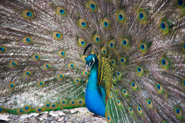 Peacock peafowl with open tail, beautiful representative