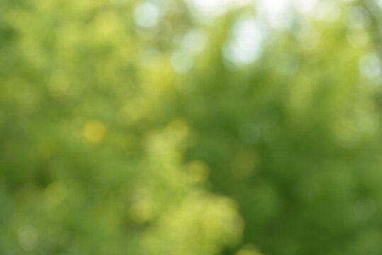 Blurred bokeh nature background. Abstract natural backdrop of park or garden. Soft defocused photo of plants with leaves and stems. Tree, bush or grass made with bokeh effect.
