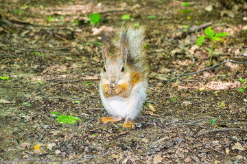 A young red squirrel looks for fallen nuts in the forest.