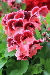 Two-tone flowers Pelargonium grandiflorum in the garden